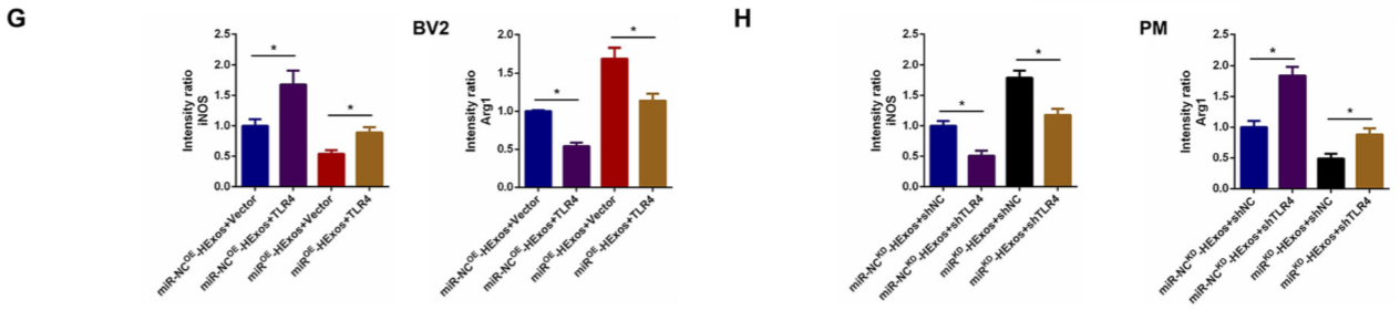 缺氧下MSC细胞分泌的携带miR-216a-5p外泌体可通过调控小胶质细胞M1/M2极化修复外伤性脊髓损伤