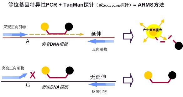   闪亮出现对虾桃拉病毒（TSV）核酸检测试剂盒8折促销