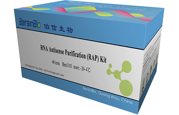RNA反义纯化技术(RAP)试剂盒（RAP-RNA kit，12T）