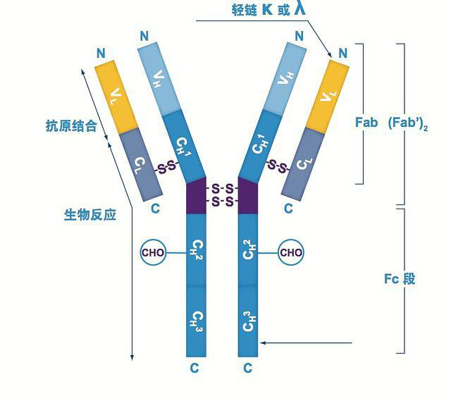 anti-il-1r2 /cd121b/il1 receptor ii抗体价格_品牌:西格-丁香通官网