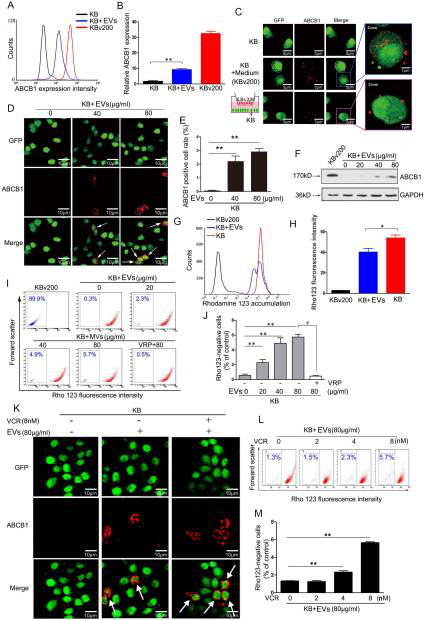 化学治疗药物刺激细胞外囊泡的释放和再循环以帮助癌细胞发展出紧急的化学抗性