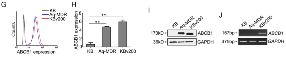 化学治疗药物刺激细胞外囊泡的释放和再循环以帮助癌细胞发展出紧急的化学抗性