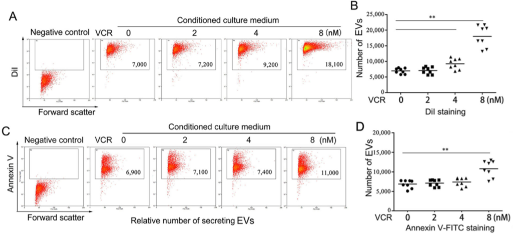 化学治疗药物刺激细胞外囊泡的释放和再循环以帮助癌细胞发展出紧急的化学抗性