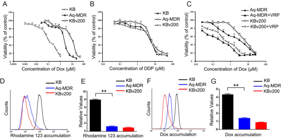 化学治疗药物刺激细胞外囊泡的释放和再循环以帮助癌细胞发展出紧急的化学抗性