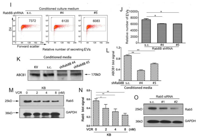 化学治疗药物刺激细胞外囊泡的释放和再循环以帮助癌细胞发展出紧急的化学抗性
