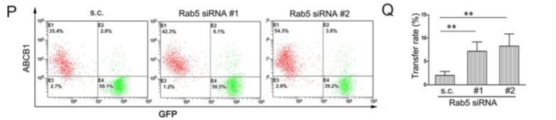 化学治疗药物刺激细胞外囊泡的释放和再循环以帮助癌细胞发展出紧急的化学抗性