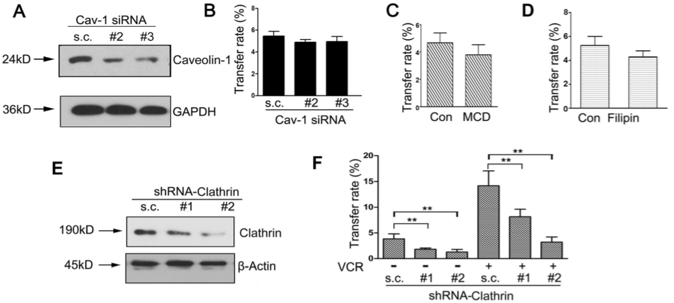 化学治疗药物刺激细胞外囊泡的释放和再循环以帮助癌细胞发展出紧急的化学抗性