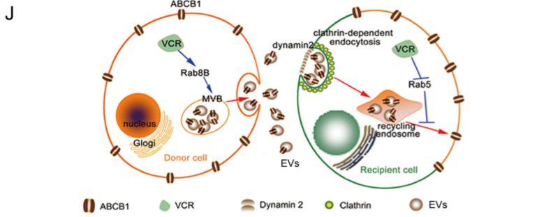 化学治疗药物刺激细胞外囊泡的释放和再循环以帮助癌细胞发展出紧急的化学抗性
