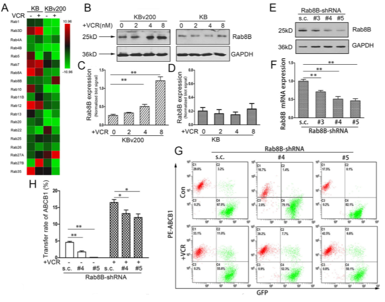 化学治疗药物刺激细胞外囊泡的释放和再循环以帮助癌细胞发展出紧急的化学抗性