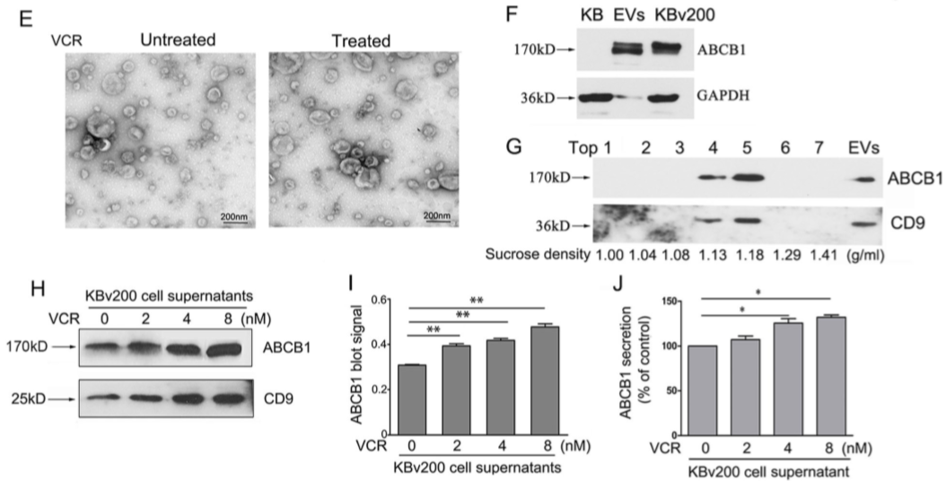 化学治疗药物刺激细胞外囊泡的释放和再循环以帮助癌细胞发展出紧急的化学抗性