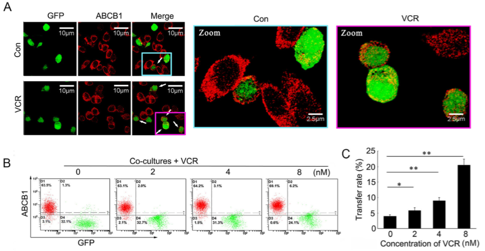 化学治疗药物刺激细胞外囊泡的释放和再循环以帮助癌细胞发展出紧急的化学抗性