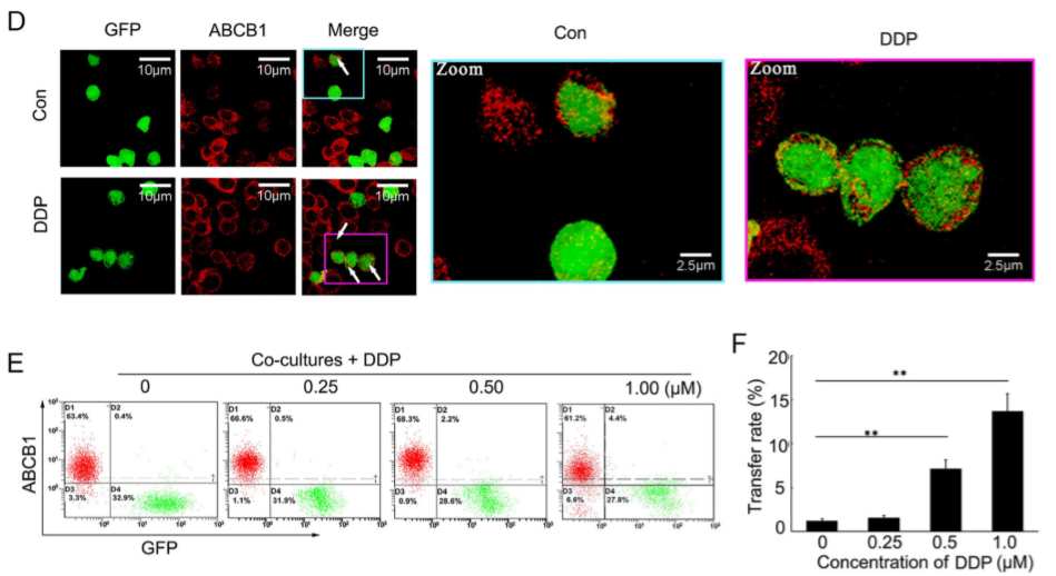 化学治疗药物刺激细胞外囊泡的释放和再循环以帮助癌细胞发展出紧急的化学抗性