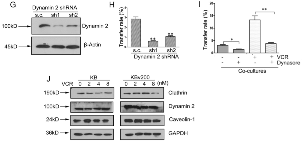 化学治疗药物刺激细胞外囊泡的释放和再循环以帮助癌细胞发展出紧急的化学抗性