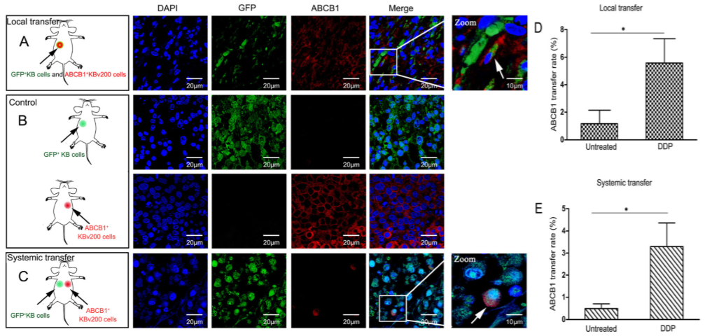 化学治疗药物刺激细胞外囊泡的释放和再循环以帮助癌细胞发展出紧急的化学抗性