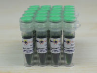 Easy-Load™ PCR Master Mix (Green, 2X)