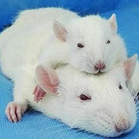 肺间质纤维化（PF）动物模型 / 呼吸系统模型