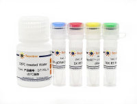 BeyoRT™ II cDNA合成试剂盒(with gDNA Eraser)