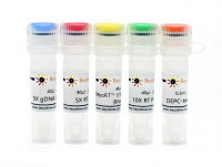 BeyoRT™ II cDNA合成试剂盒(with gDNA Eraser)