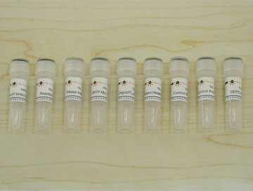 BeyoRT™ cDNA第一链合成试剂盒(RNase H-)