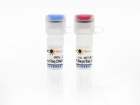 BeyoTaq DNA Polymerase