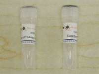 BeyoRT™ M-MuLV反转录酶(RNase H-)