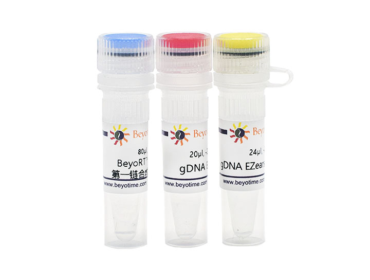 BeyoRT™ III cDNA合成试剂盒(with gDNA EZeraser)