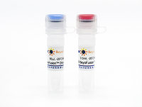 BeyoFusion™ DNA Polymerase