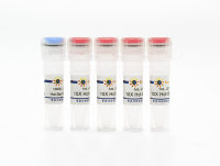 Hot-Start Taq DNA Polymerase