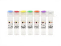 BeyoRT™ II cDNA第一链合成试剂盒(RNase H-)