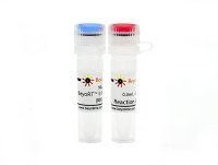 BeyoRT™ II M-MLV反转录酶(RNase H-)