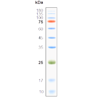 VisColor 预染蛋白质 Marker