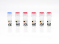 BeyoTaq DNA Polymerase