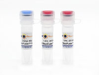 BeyoFusion™ Plus DNA Polymerase