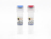 Hot-Start Taq DNA Polymerase