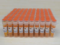 Easy-Load™ PCR Master Mix (Orange, 2X)