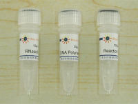 cDNA第二链合成试剂盒