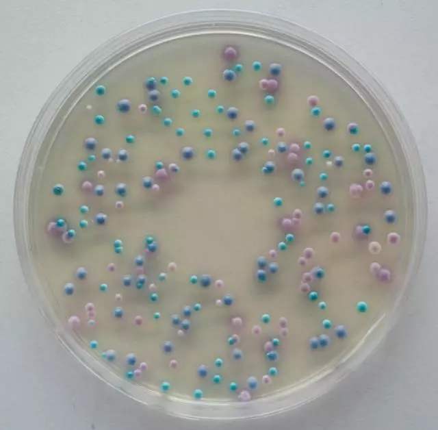 霉菌培养基（含琼脂和氯霉素）