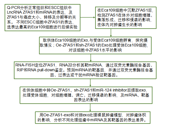 外泌体lncRNAZFAS1通过microRNA-24/STAT3调控食管鳞状细胞癌细胞的增殖、侵袭、迁移和凋亡