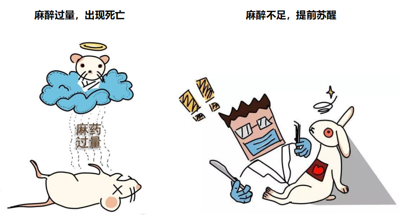 小鼠麻醉您要知道的那些事