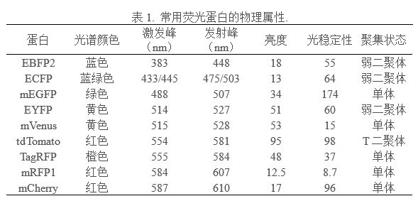 小鼠大学问之荧光示踪小鼠