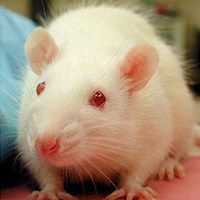 酒精肝(ALD)动物模型 / 消化系统模型