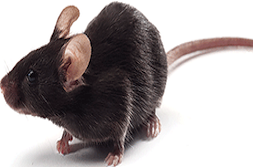 【阿尔茨海默症APP小鼠AD模型双转基因app/ps小鼠销售价格低SPF级】