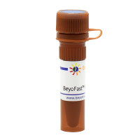 BeyoFast™ Probe qPCR Mix (2X)