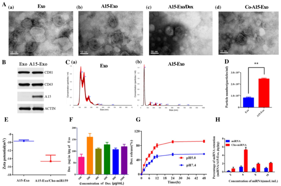 功能性外泌体介导的阿霉素和疏水修饰的microRNA 159共递送，可用于三阴性乳腺癌治疗