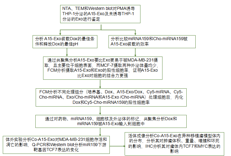 功能性外泌体介导的阿霉素和疏水修饰的microRNA 159共递送，可用于三阴性乳腺癌治疗