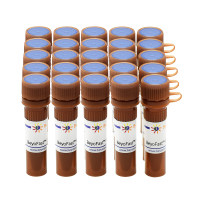 BeyoFast™ Probe qPCR Mix (2X)