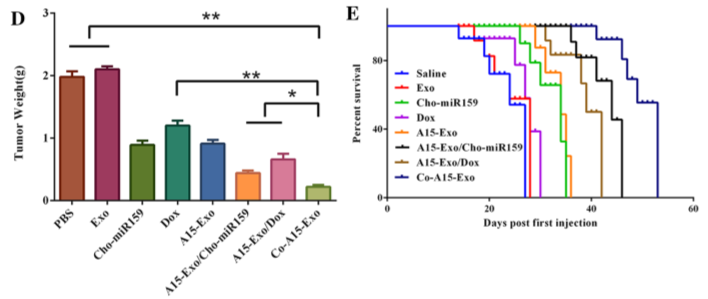 功能性外泌体介导的阿霉素和疏水修饰的microRNA 159共递送，可用于三阴性乳腺癌治疗
