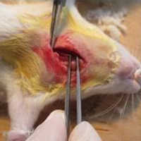 直结肠癌动物模型