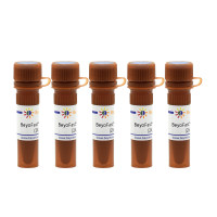 BeyoFast™ Probe qPCR Mix (2X, Low ROX)