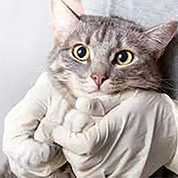 胰腺炎(AP/CP)动物模型 / 消化系统模型